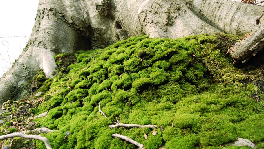 Национальный парк Тисо-Самшитовая роща