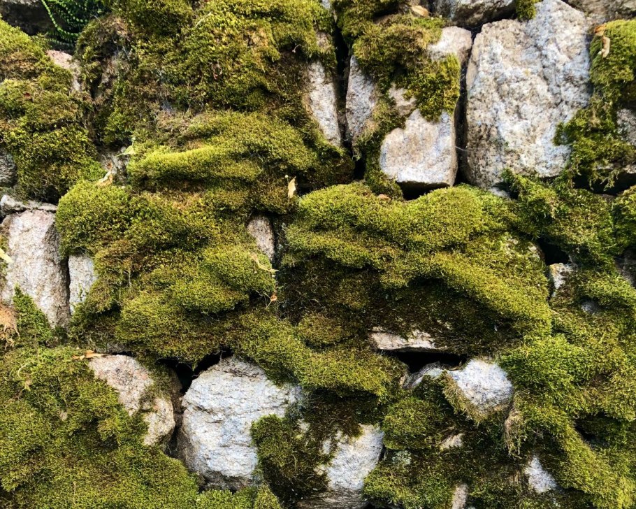 Мох из Крыма