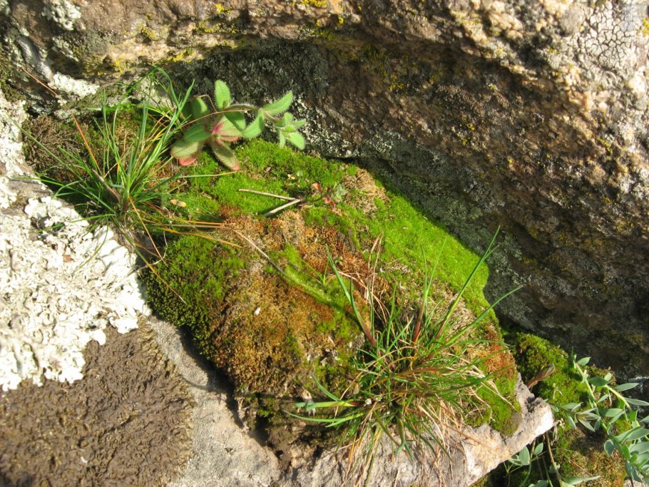 Рюген мхи камни