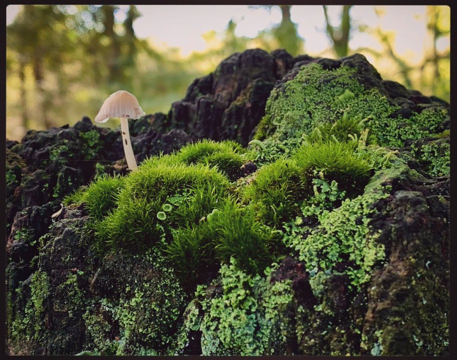 Карелия камни и мох