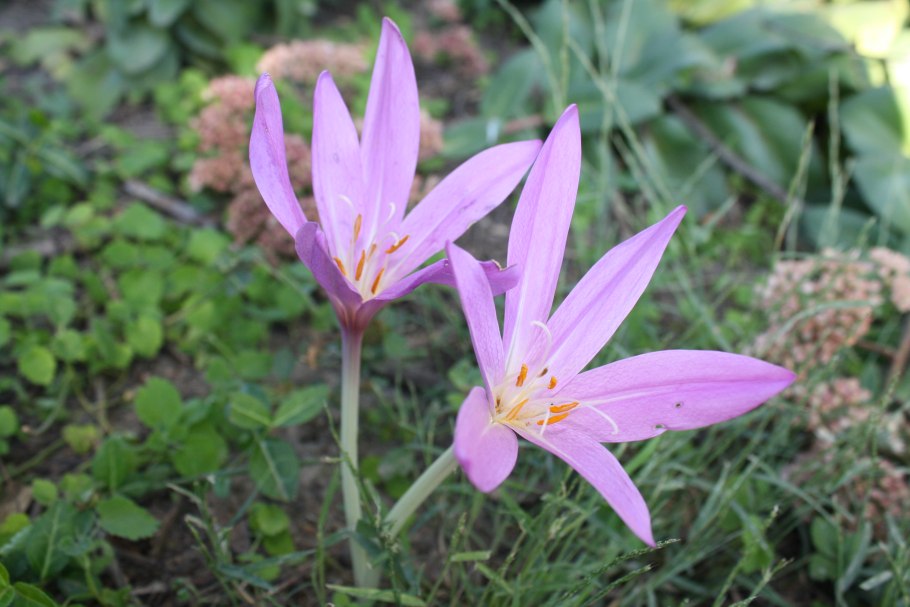 Colchicum autumnale