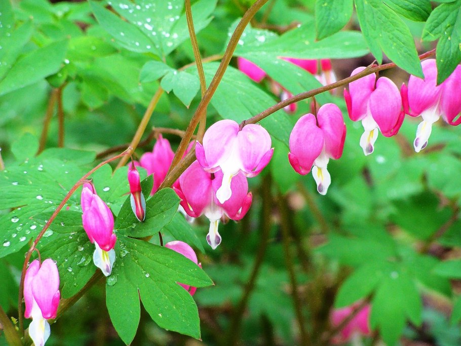 Дицентра бродяжная dicentra peregrina