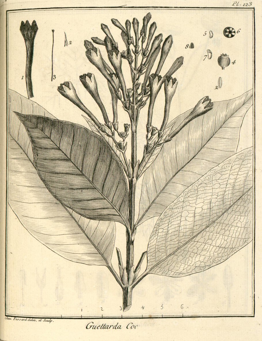 Красные цветы однолетки