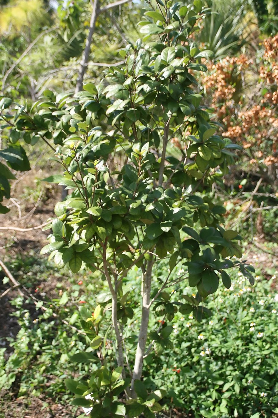 Ива Шамиссо