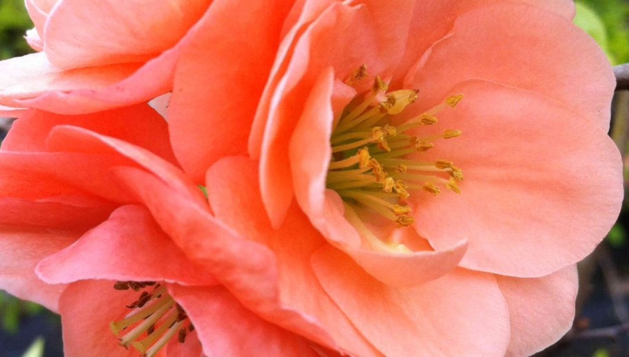 Айва (хеномелес) великолепная камео