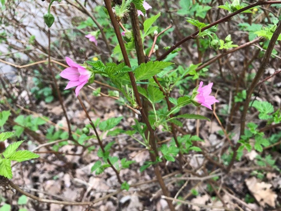 Легенды завтрашнего дня сериал Джона Хекс