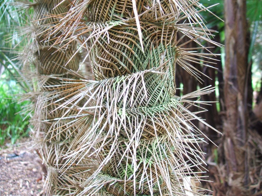 Ли бён Хон великолепная семерка