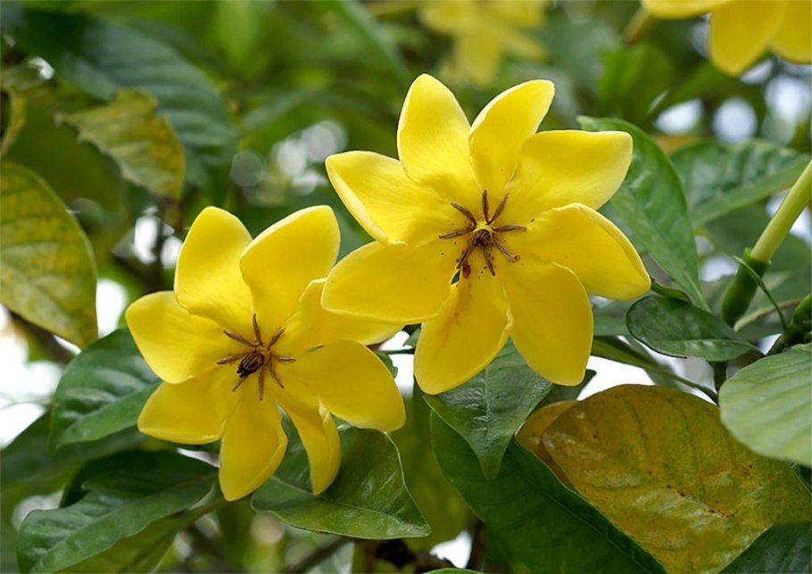 Геттарда великолепная фото