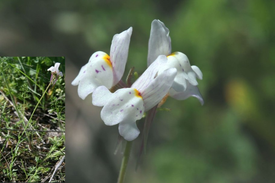 Martin Sensmeier великолепная семерка