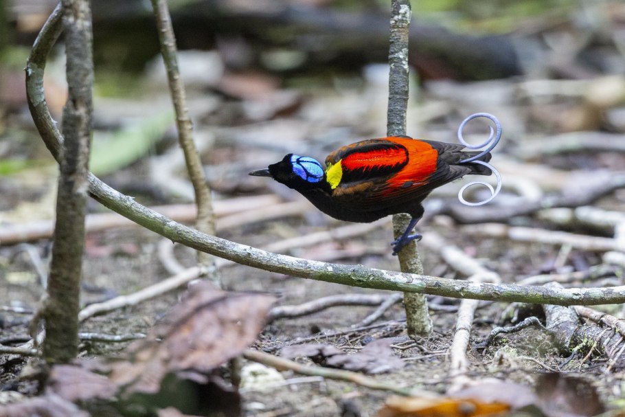 Безвременник змеевиковый