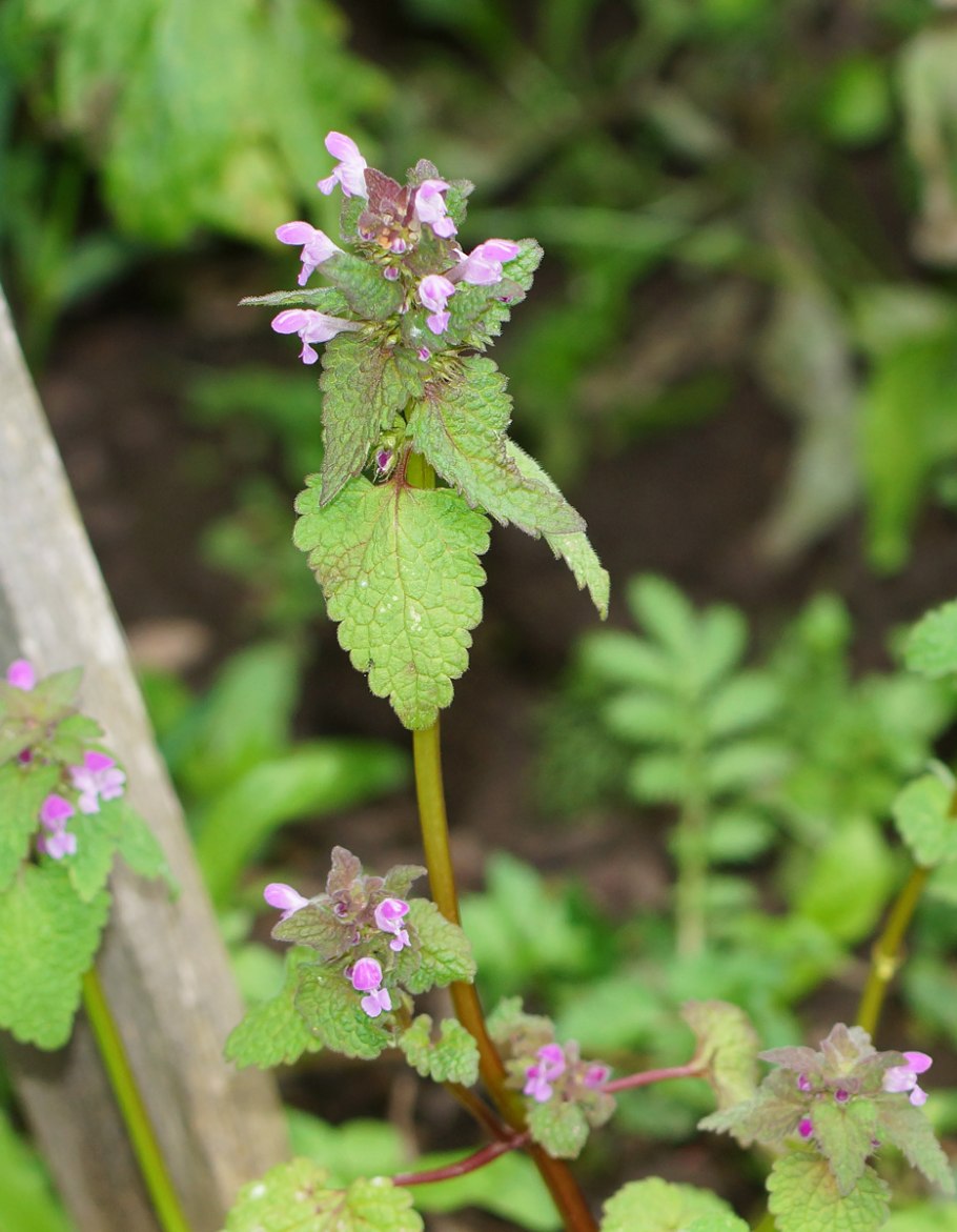 Lamium purpureum растение