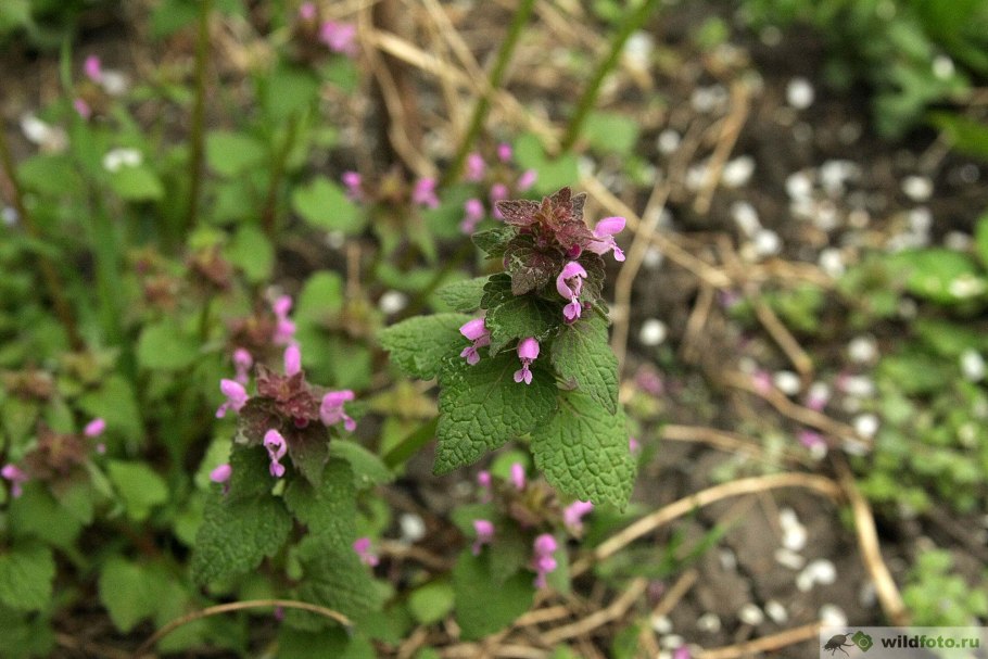 Прунелла Земфира