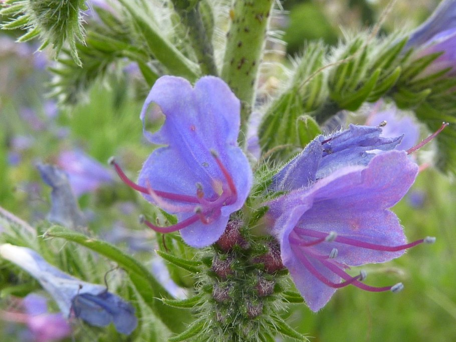 Яснотковые Lamiaceae