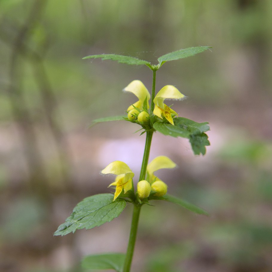 Пикульник красивый Galeopsis speciosa