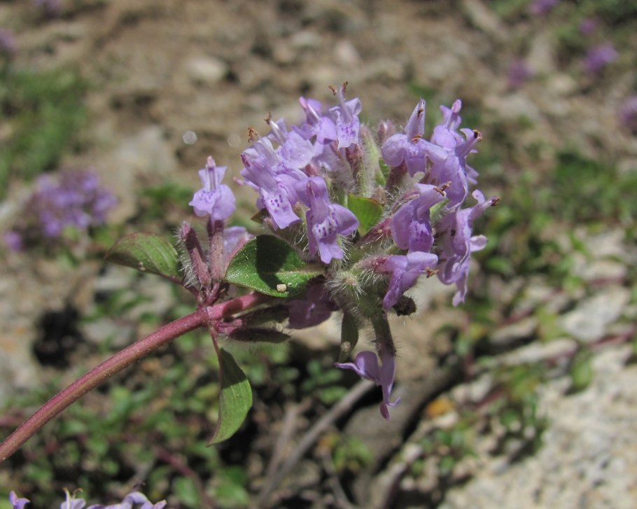 Буквица Бетоника Betonica officinalis