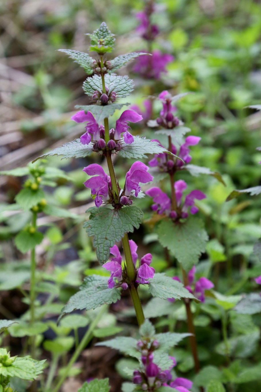 Яснотка стеблеобъемлющая Lamium amplexicaule
