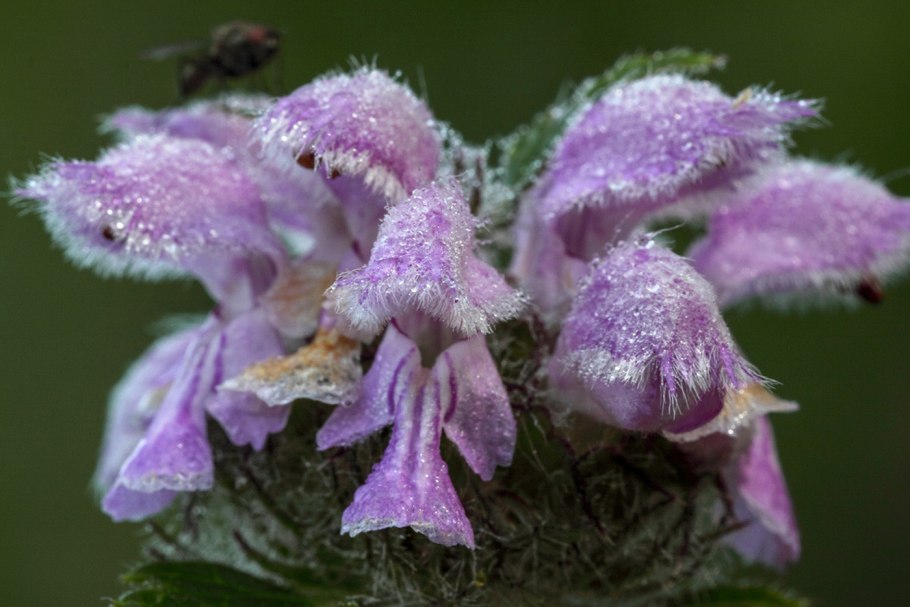 Phlomoides ostrowskiana