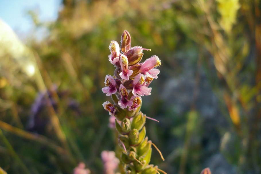 Tuberosa Плантариум