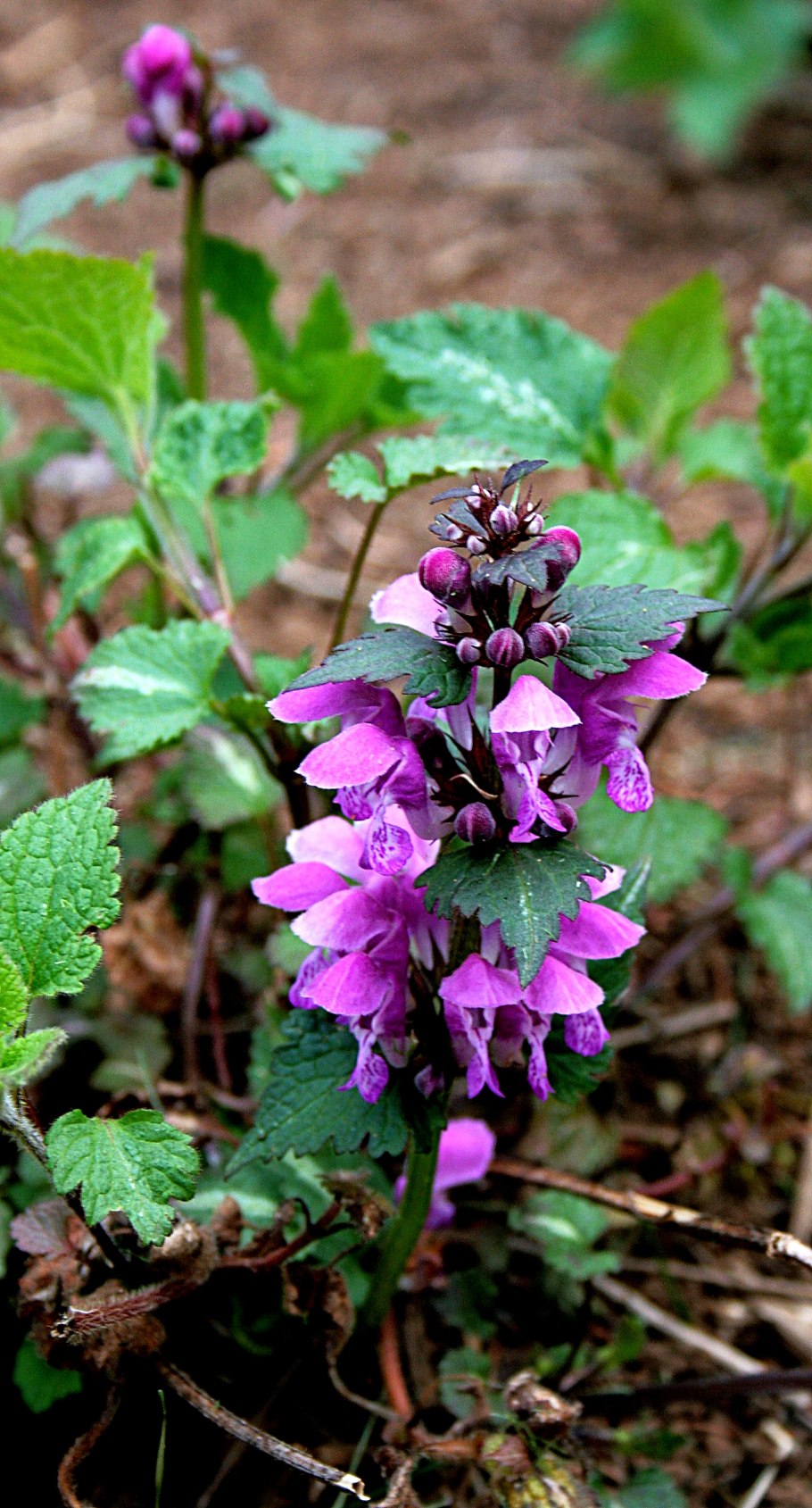 Ламиум яснотка