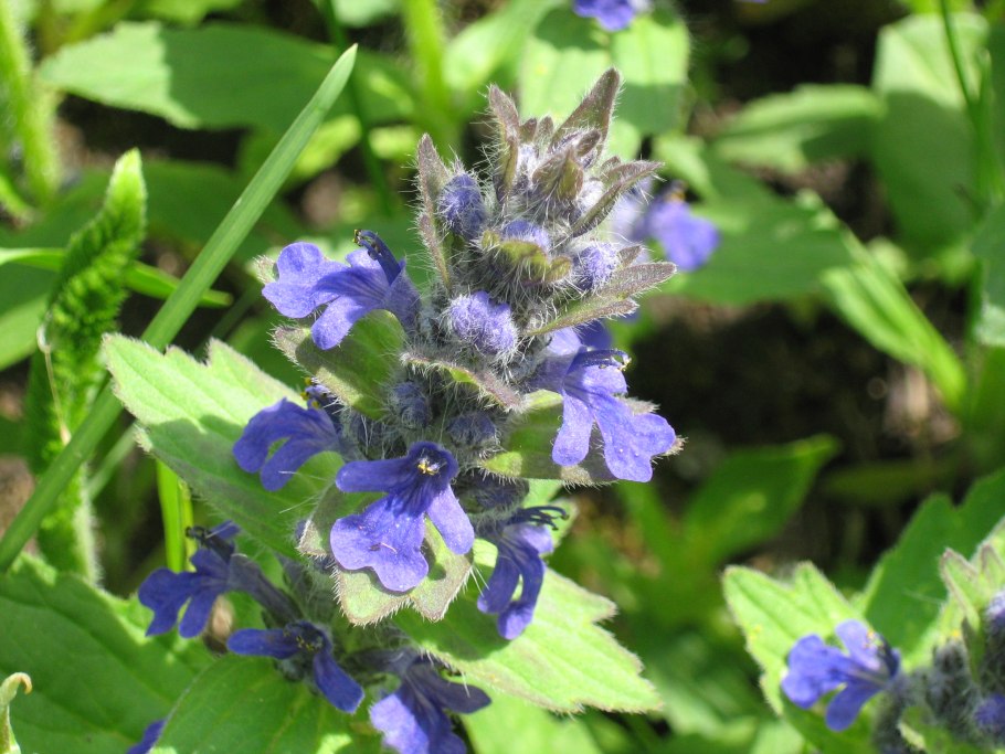 Мелисса лекарственная соцветие