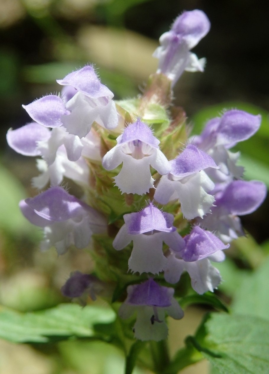 Lamium amplexicaule