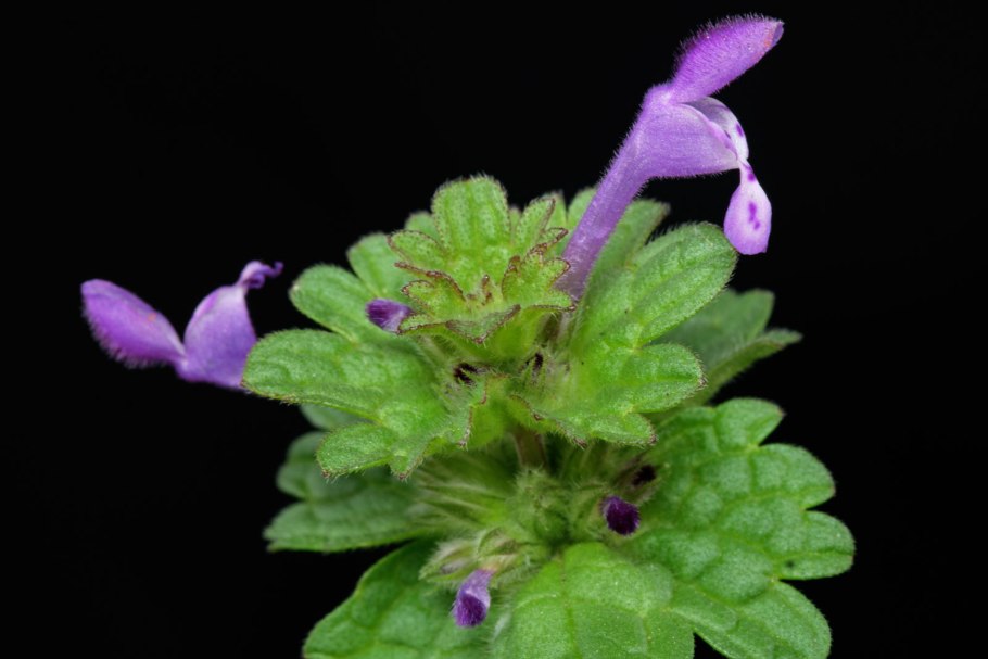 Lamium purpureum