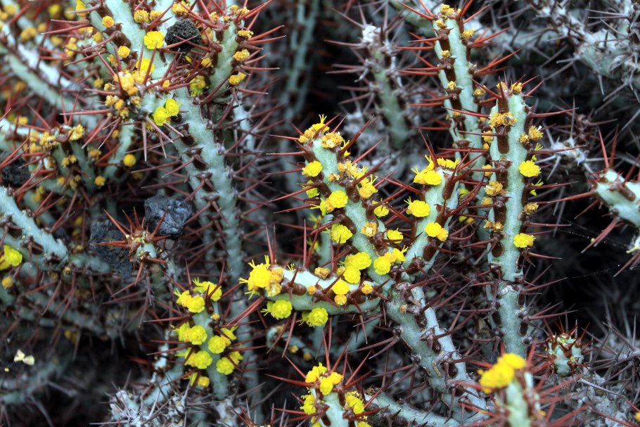 Euphorbia aeruginosa