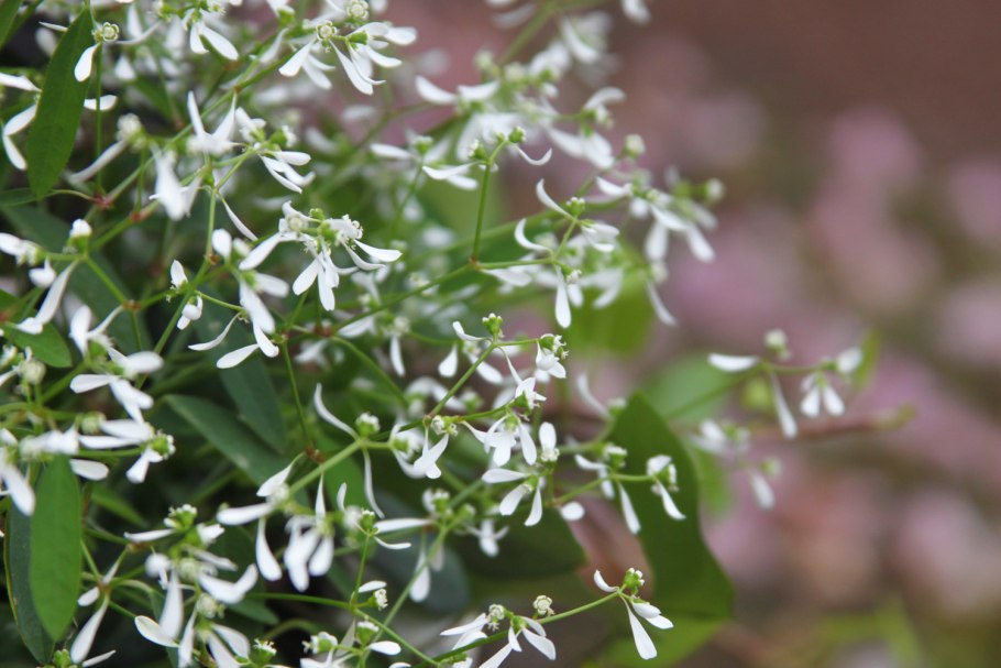 Euphorbia hypericifolia