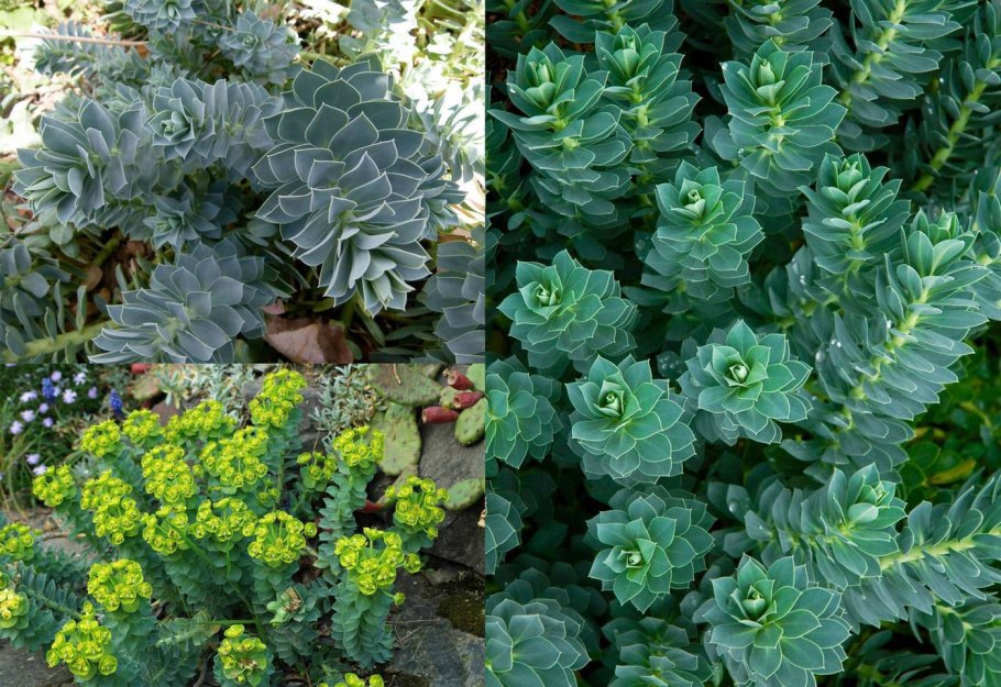 Euphorbia myrsinites