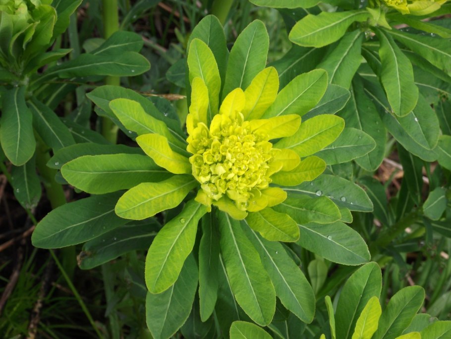 Молочай болотный