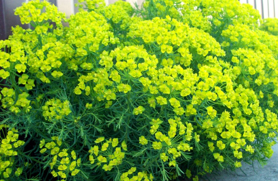 Молочай синадениум Румба..