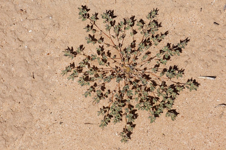 Euphorbia chamaesyce