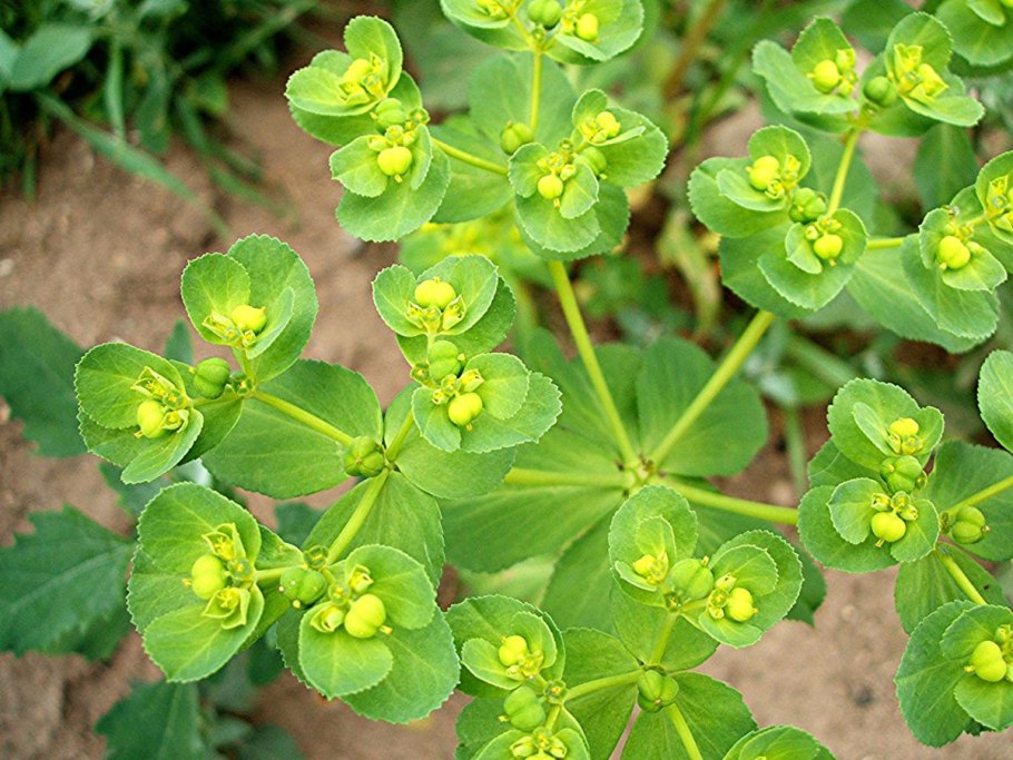 Euphorbia helioscopia молочай солнцегляд