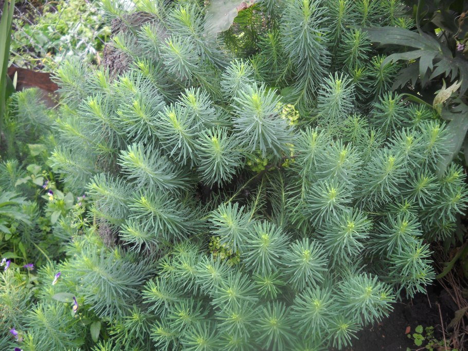 Молочай кипарисовая елочка