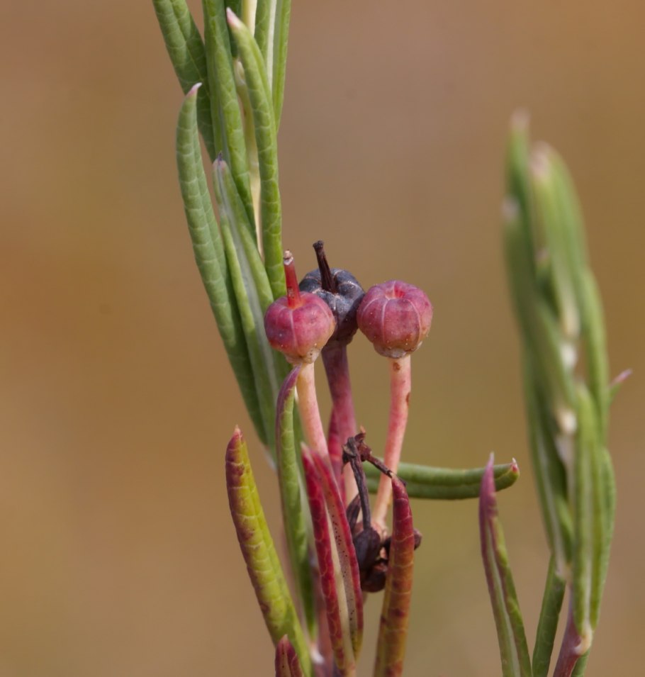 Andromeda polifolia