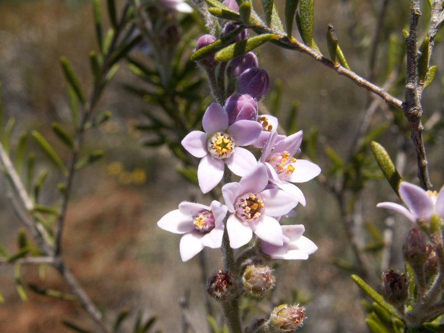 Семейство Рутовые (Rutaceae)