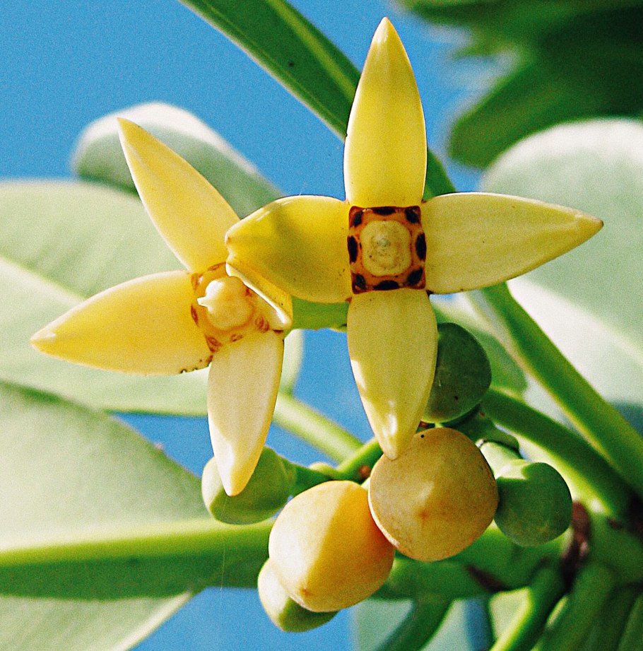Ризофора (Rhizophora).