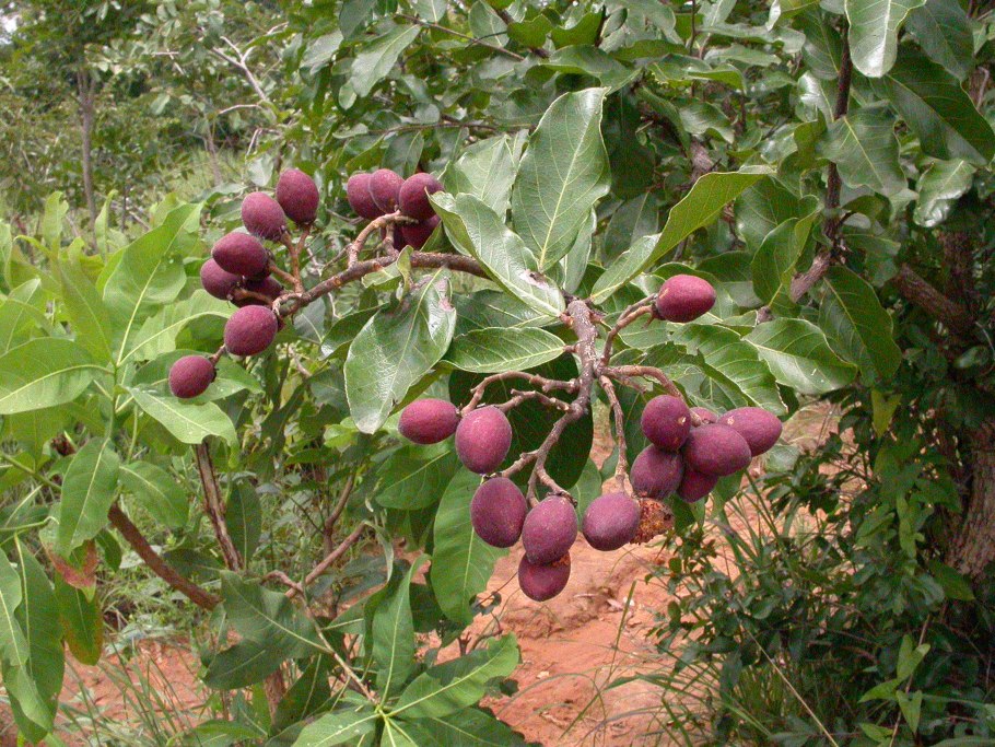 Хризобалановые (Chrysobalanaceae