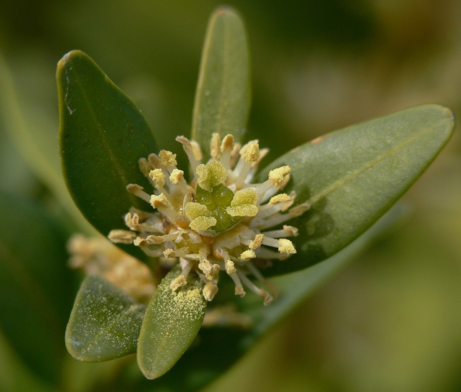 Семейство самшитовые (Buxaceae