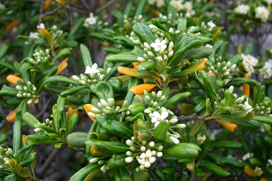 Питтоспорум Тобира (Pittosporum Tobira),