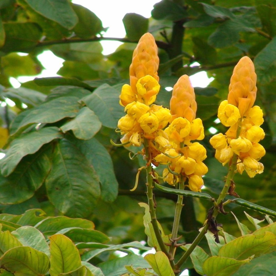 Fabaceae Кассия