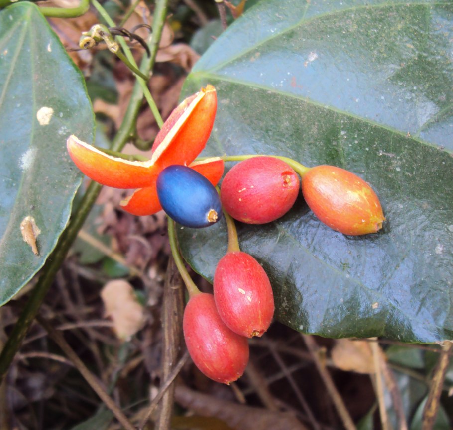 Olacaceae Anacolosa