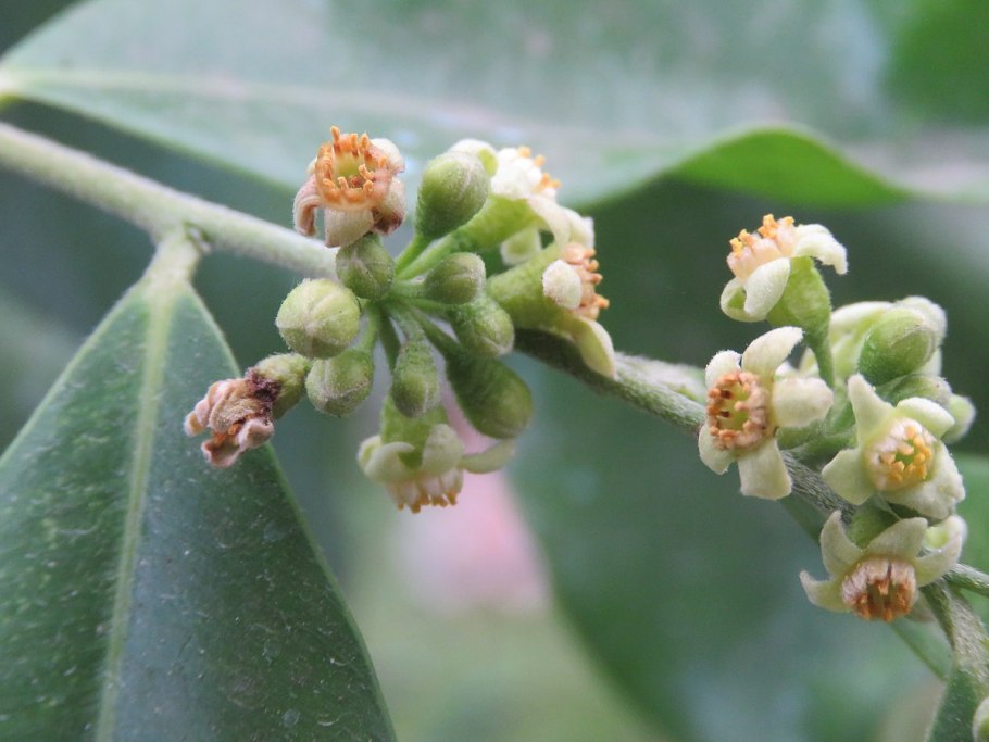 Aquilaria agallocha