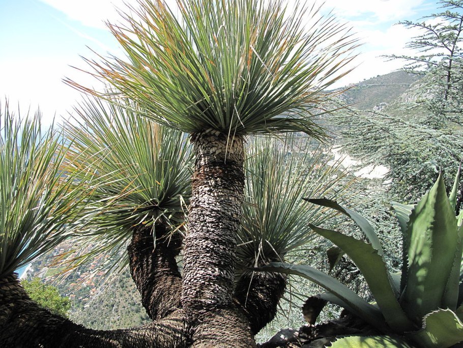 Dasylirion serratifolium