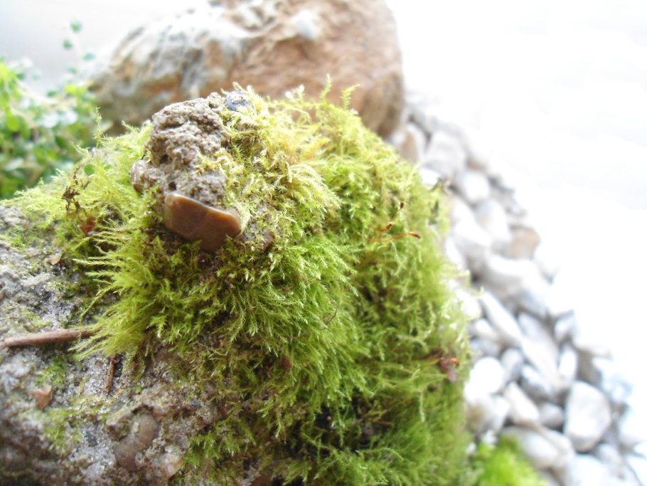 Чага Березовая как выглядит на дереве