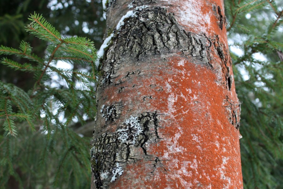Трентеполия водоросль