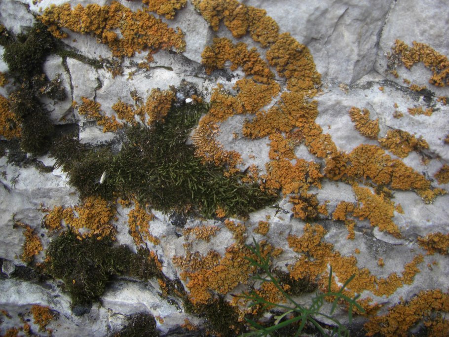 Растет ли мох на проводах