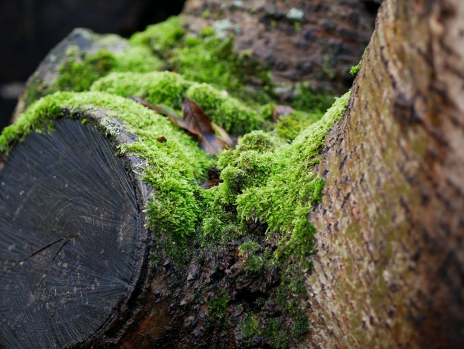 Темно серо-зеленая лишайник в лесу