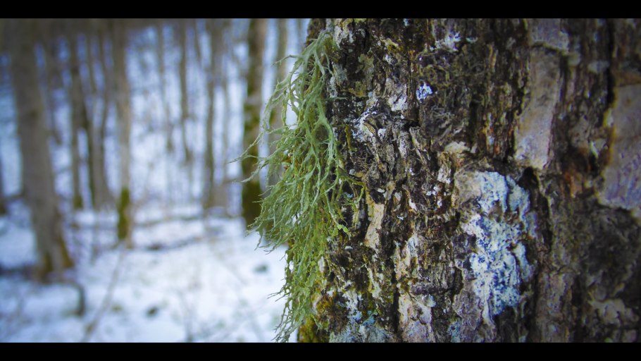 Уснея бородатая