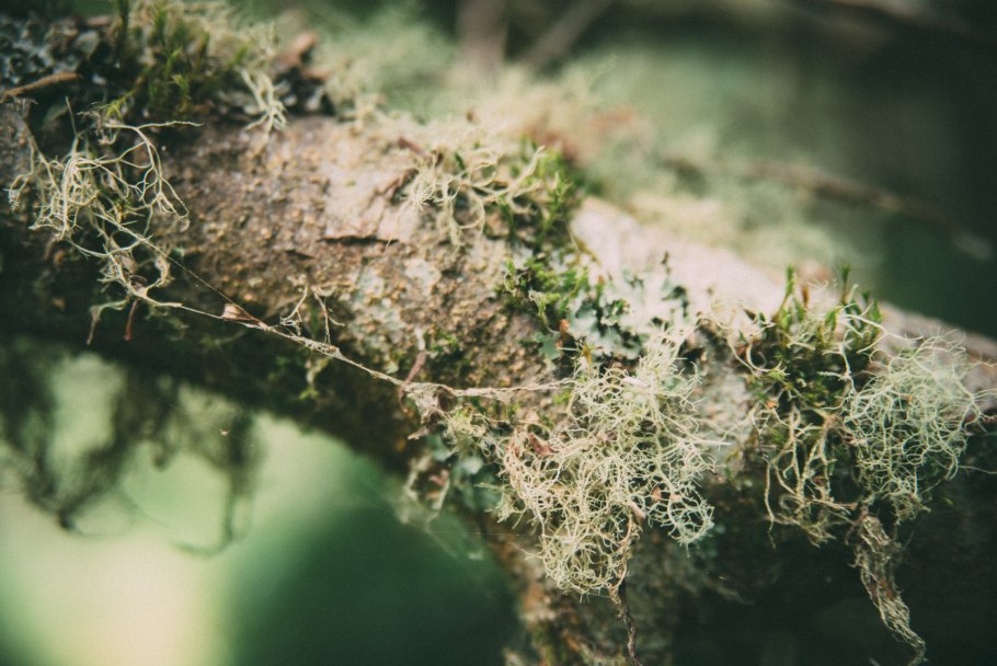 Кустистые лишайники уснея